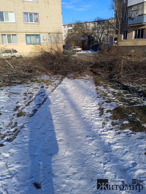 У Бердичеві комунальники кронують дерева, але не прибирають за собою У Бердичеві комунальники кронують дерева, але не прибирають за собою