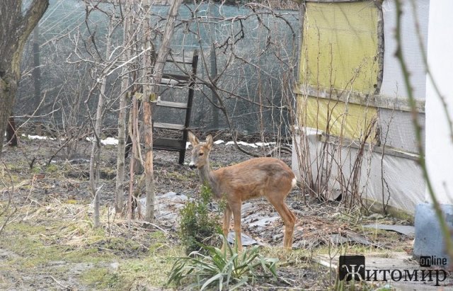 Як у селі Коростенської громади дика козуля стала членом родини. ФОТО Як у селі Коростенської громади дика козуля стала членом родини. ФОТО