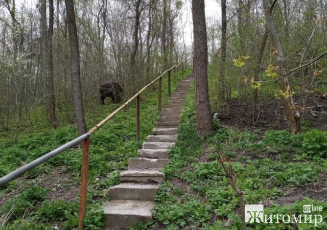 У Житомирі у Шодуарівському парку помітили дикого кабана. ФОТО У Житомирі у Шодуарівському парку помітили дикого кабана. ФОТО