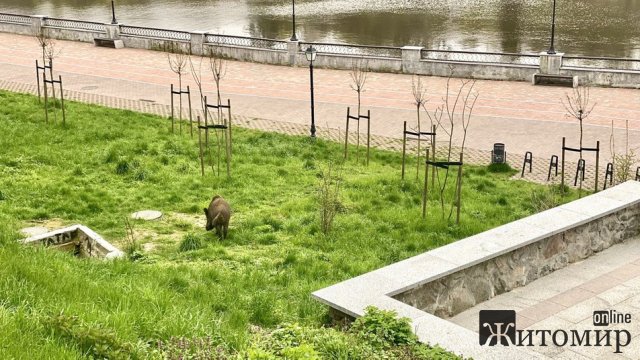 У житомирському парку гуляє дикий кабан: тварину ловитимуть у клітку-пастку. ФОТО