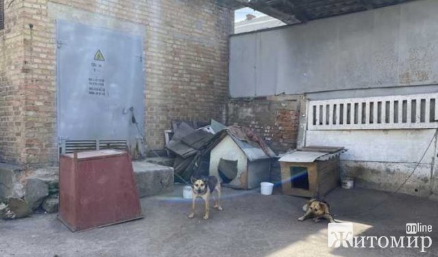 У Бердичеві агресивні собаки не дають пройти містянам у бомбосховище