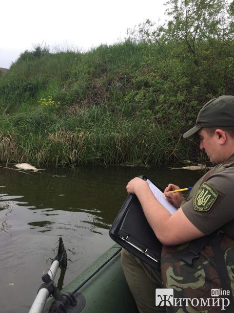 На водосховищі у Бердичеві виявлено мор товстолоба. ФОТО На водосховищі у Бердичеві виявлено мор товстолоба. ФОТО