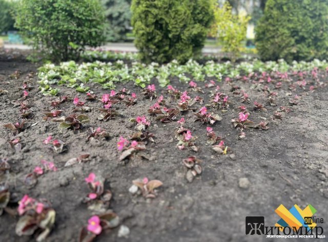 Працівники КП "Зеленбуд" заквітчують майдан Корольова в Житомирі. ФОТО