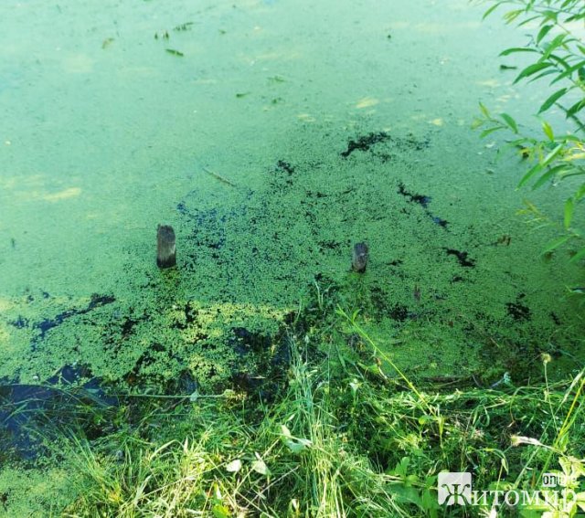 На Житомирщині жінка разом з 18-річним юнаком скинули у воду тіло співчаркувальника. ФОТО На Житомирщині жінка разом з 18-річним юнаком скинули у воду тіло співчаркувальника. ФОТО