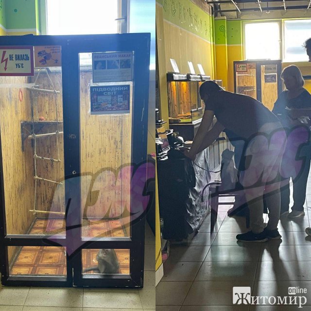 У житомирському ТЦ в будці сидить мавпа. ФОТО У житомирському ТЦ в будці сидить мавпа. ФОТО