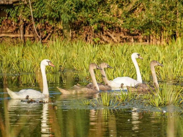 Сімейство баранівських лебедів. ФОТО