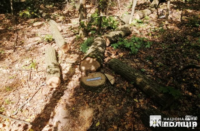 На Любарщині затримали 28-річного чоловіка, який зрубав кілька дубів та готувався перевозити деревину додому На Любарщині затримали 28-річного чоловіка, який зрубав кілька дубів та готувався перевозити деревину додому