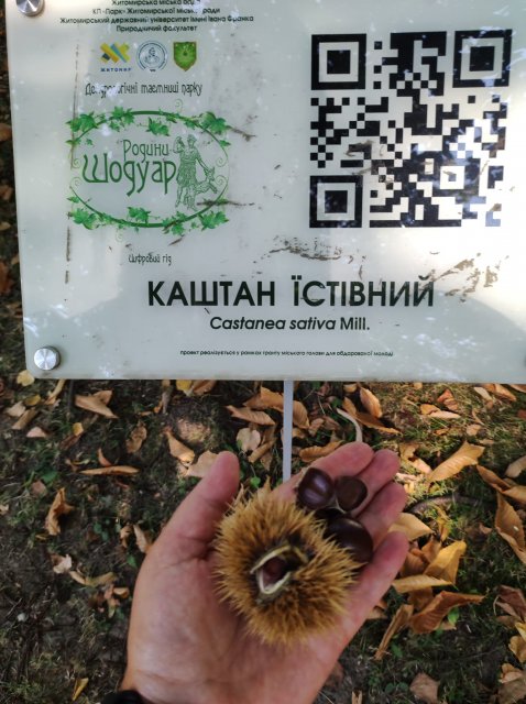 У житомирському парку дозріли французькі делікатеси. ФОТО У житомирському парку дозріли французькі делікатеси. ФОТО