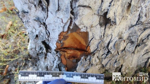У Житомирі поліція знову затримала чоловіка, який підрубує дерева у місті. ФОТО У Житомирі поліція знову затримала чоловіка, який підрубує дерева у місті. ФОТО