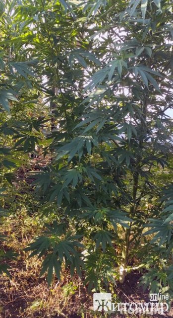 Двом жителям Житомирщини оголосили підозру за вирощування конопель. ФОТО Двом жителям Житомирщини оголосили підозру за вирощування конопель. ФОТО