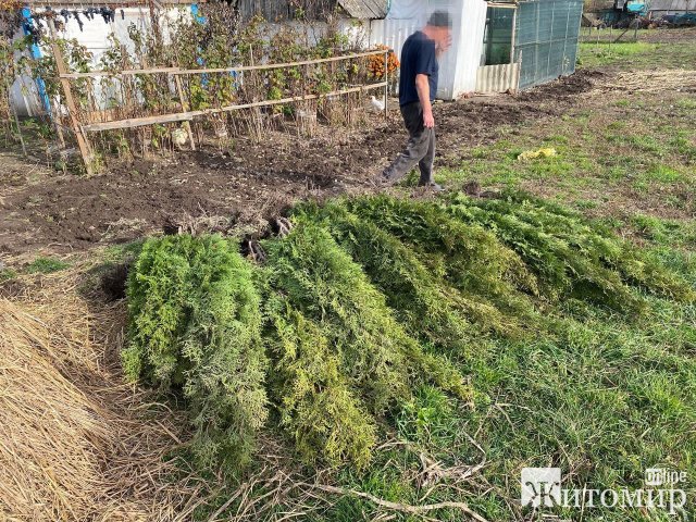 По вулиці Грушевського у Житомирі зникли понад три десятки туй По вулиці Грушевського у Житомирі зникли понад три десятки туй