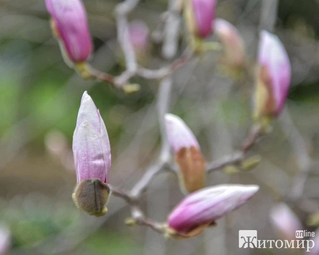 Як у Житомирі квітнуть дерева. ФОТО
