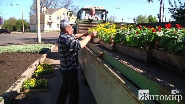 У Житомирі на двох міських клумбах висадять три з половиною тисячі саджанців квітів. ФОТО У Житомирі на двох міських клумбах висадять три з половиною тисячі саджанців квітів. ФОТО