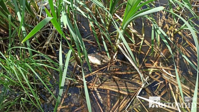 На річці біля Житомира зафіксували мор риби. ФОТО На річці біля Житомира зафіксували мор риби. ФОТО