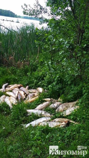 У Житомирі на березі річки - купа мертвої риби. ФОТО