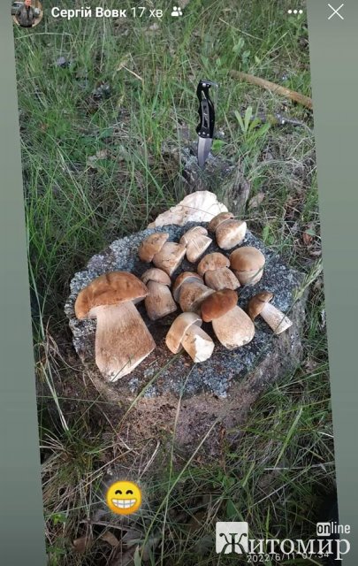 У лісах Житомирщини вже з