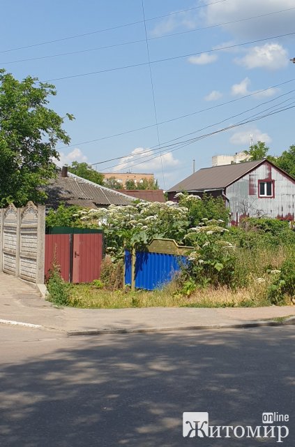 В одному з дворів Бердичева росте небезпечна рослина. ФОТО