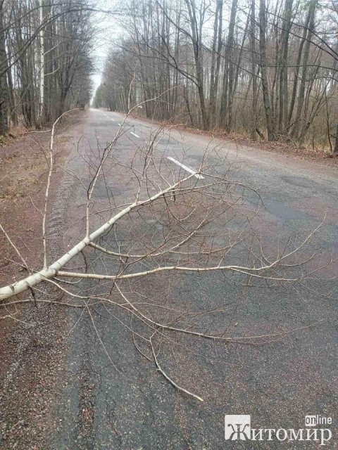 У САД показали фото доріг Житомирської області, де негода повалила дерева У САД показали фото доріг Житомирської області, де негода повалила дерева