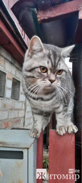Житомирянка просить допомогти знайти домашнього улюбленця. ФОТО Житомирянка просить допомогти знайти домашнього улюбленця. ФОТО