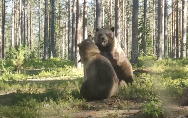 Бой медведей в Финляндии изумил пользователей сети. ВІДЕО Бой медведей в Финляндии изумил пользователей сети. ВІДЕО