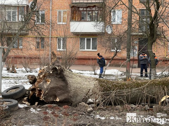 Дерево, що впало у дворі на Лятошинського, порвало електродроти. ФОТО