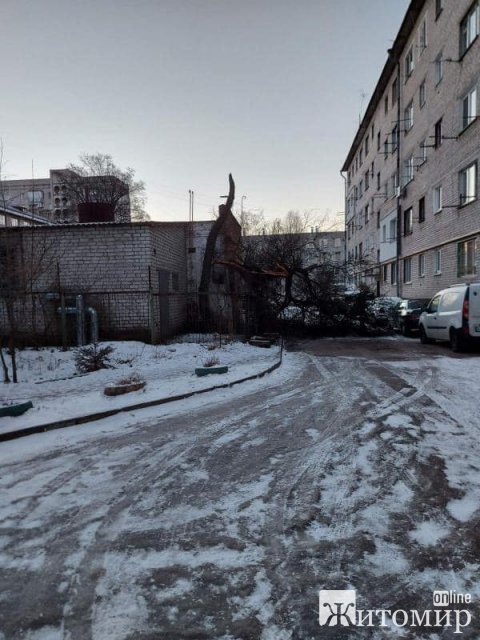 По вулиці Лесі Українки в Житомирі впало велике дерево. ФОТО