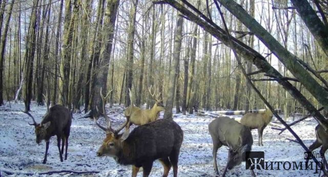 За допомогою квадрокоптеру та методом шумового прогону в лісах Житомирщини рахують диких тварин. ФОТО За допомогою квадрокоптеру та методом шумового прогону в лісах Житомирщини рахують диких тварин. ФОТО