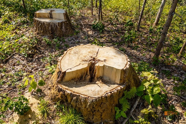 birch-stump-in-the-forest_79152-504
