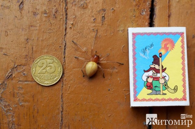 Стрибає і проколює шкіру: українців попередили про поширення отруйного павука