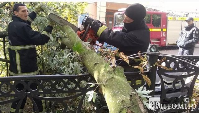 В парку Коростеня дерево впало на автомобілі. ФОТО В парку Коростеня дерево впало на автомобілі. ФОТО