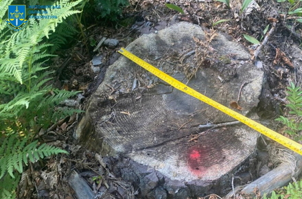 78b34cec0765932f631912cc87462b5a_preview_w440_h290