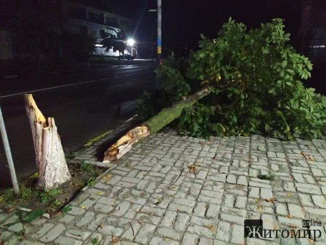 Негода у Житомирській області поламала городину та дерева. ФОТО