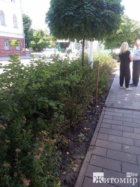 У Житомирі через аномальну спеку не підрізають декоративні кущі в центрі міста. ФОТО У Житомирі через аномальну спеку не підрізають декоративні кущі в центрі міста. ФОТО