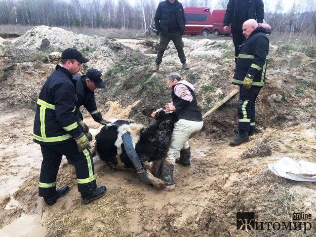 У Коростені рятувальники вивільнили з провалля тварину, яку шукали кілька днів. ФОТО У Коростені рятувальники вивільнили з провалля тварину, яку шукали кілька днів. ФОТО