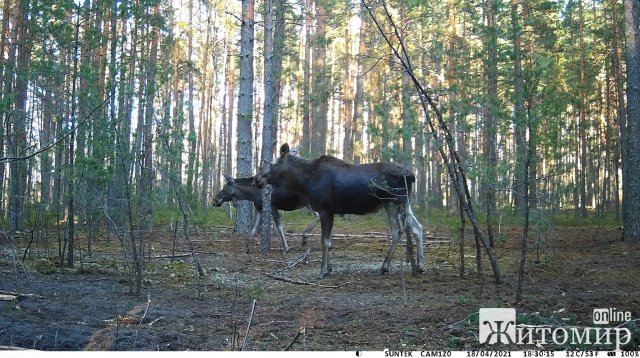В одному з лісгоспів Житомирщини показали, хто мешкає в лісі. ФОТО