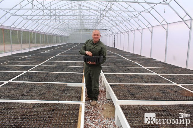 У новому тепличному комплексі Овруцького спецлісгоспу вирощуватимуть 200 тисяч сіянців в рік. ФОТО