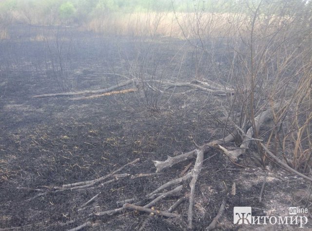 У двох районах Житомирської області горіла суха трава. ФОТО У двох районах Житомирської області горіла суха трава. ФОТО