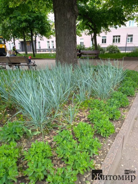 На Старому бульварі в Житомирі квітнуть дерева та кущі. ФОТО