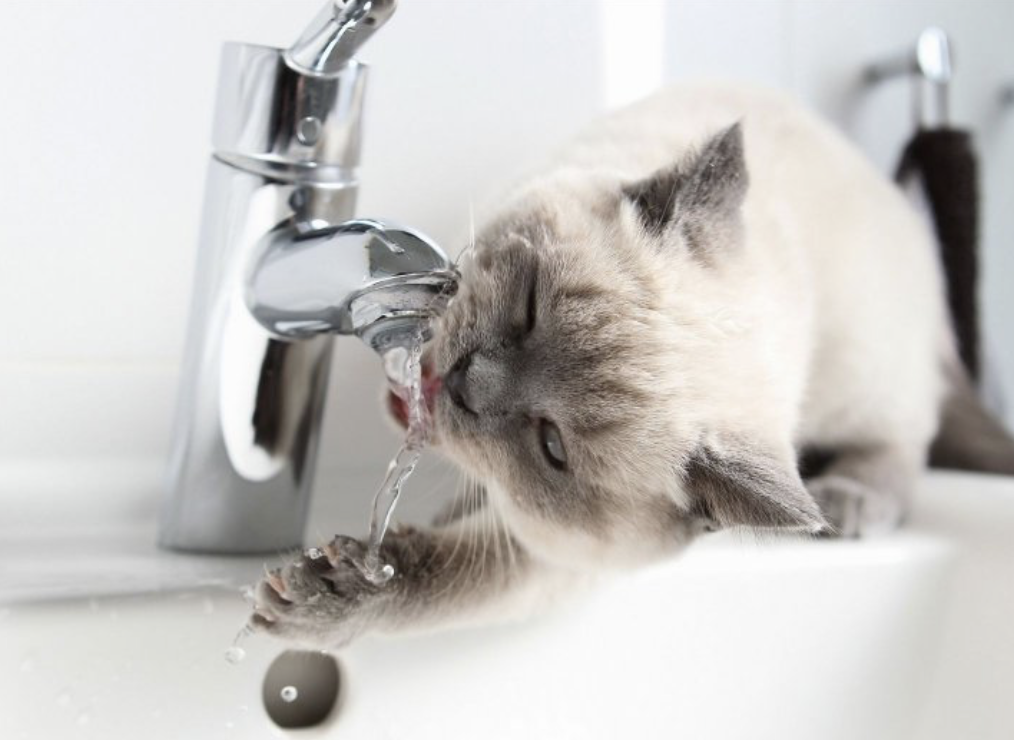 Знімок екрана 2026-02-11 о 08.03.17