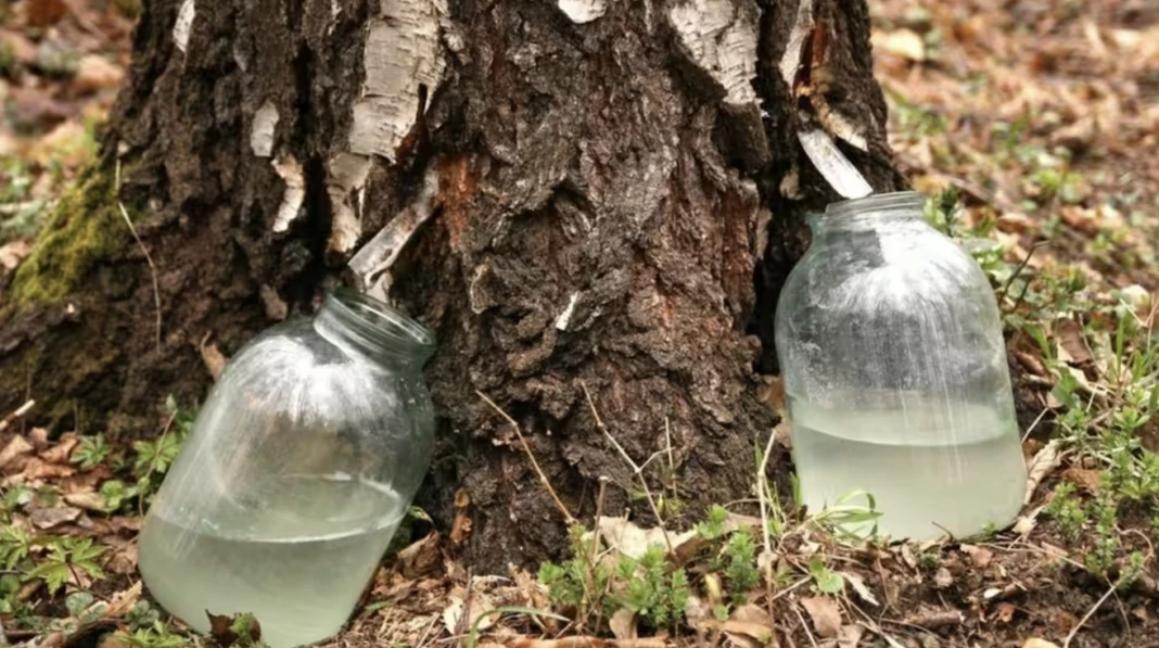 Дві скляні трилітрові банки наповнюються березовим соком біля підніжжя дерева у весняному лісі