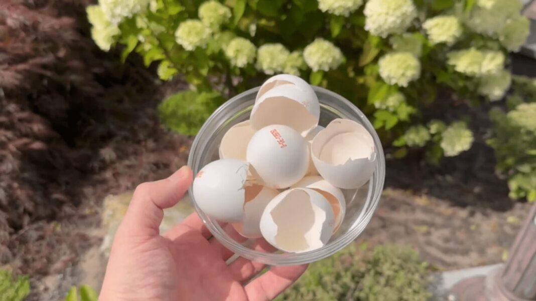 Не викидайте яєчну шкаралупу: простий лайфхак для саду та городу
