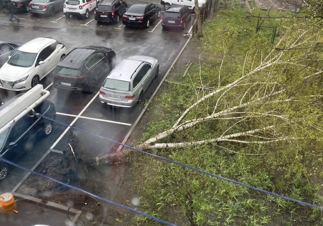 Вирвана з корінням велика береза лежить на асфальті впритул до припаркованих на стоянці автомобілів під час негоди