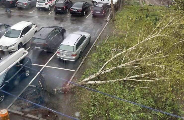 Вирвана з корінням велика береза лежить на асфальті впритул до припаркованих на стоянці автомобілів під час негоди