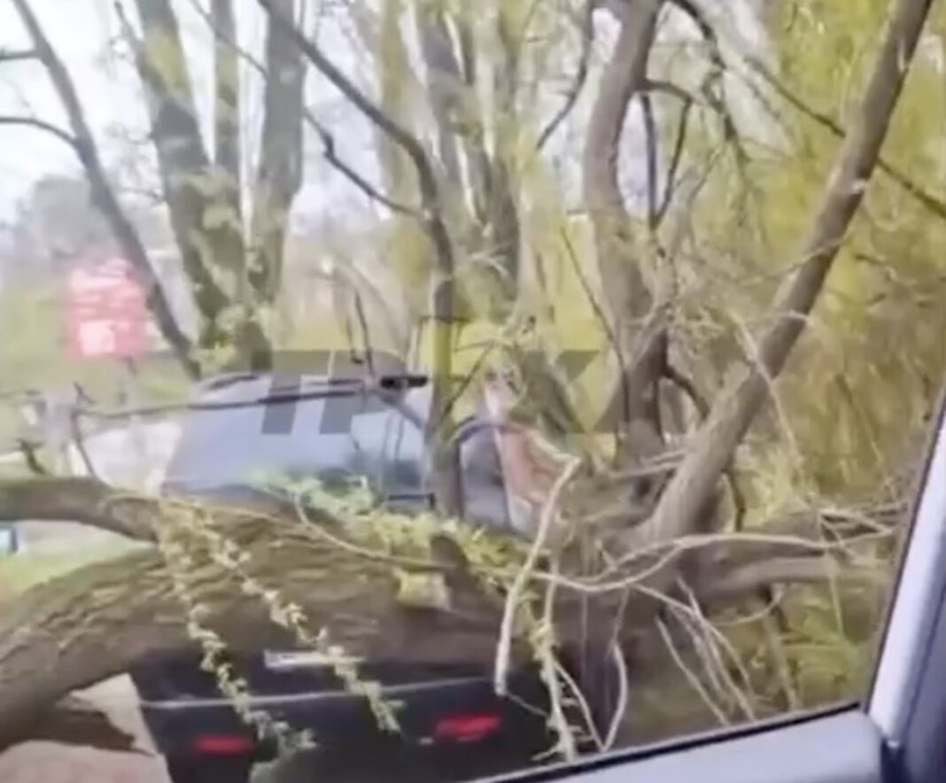 Масивний стовбур поваленого дерева з зеленим листям лежить на даху темного легкового автомобіля, серйозно його пошкодивши