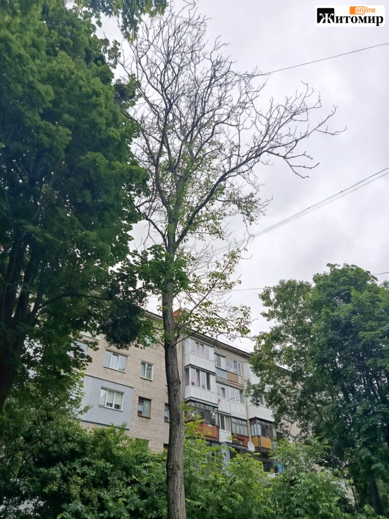 У Житомирі планують видалити 13 дерев за чотирма адресами - Інформація. Джерело: Zhitomir-OnLine У Житомирі планують видалити 13 дерев за чотирма адресами - фото №