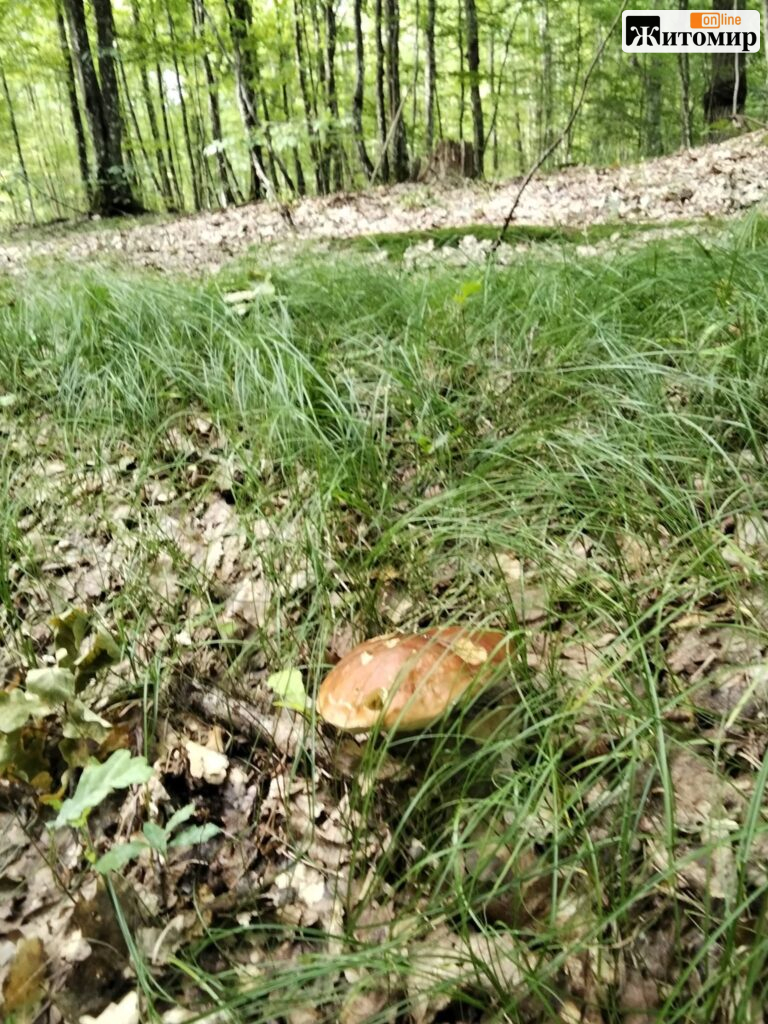Грибники чекають дощів: що нині знаходять у Тетерівському лісі поблизу Житомира. ФОТО