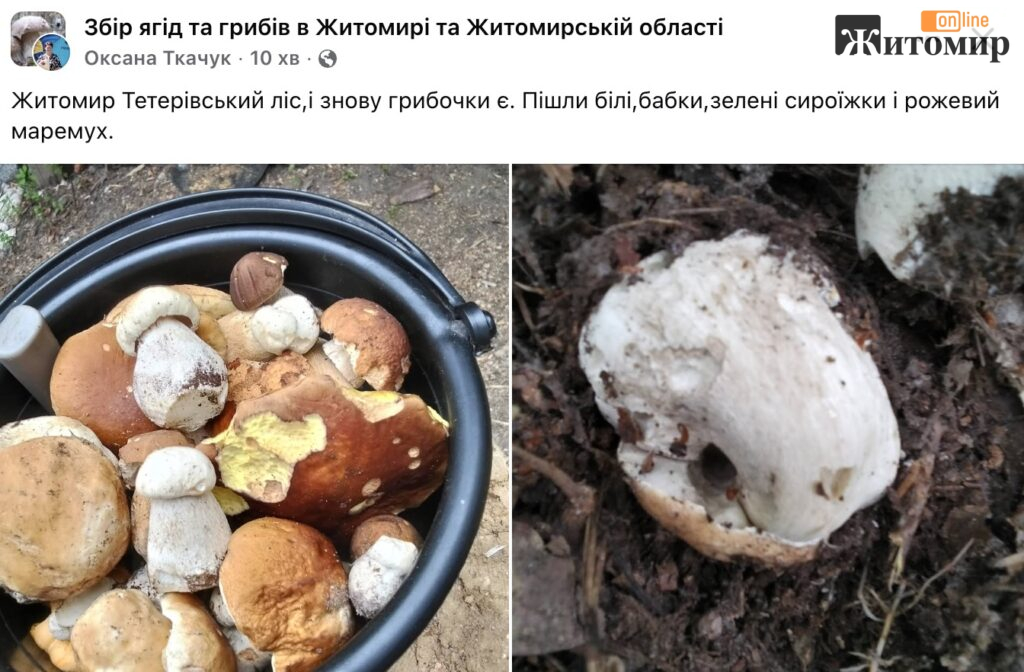 У Тетерівському лісі біля Житомира грибники вже збирають білі - фото №2