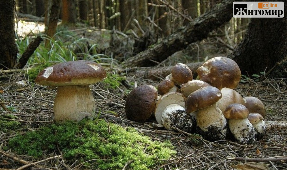 Сосни, берези й мох підкажуть, де шукати білі гриби на Житомирщині