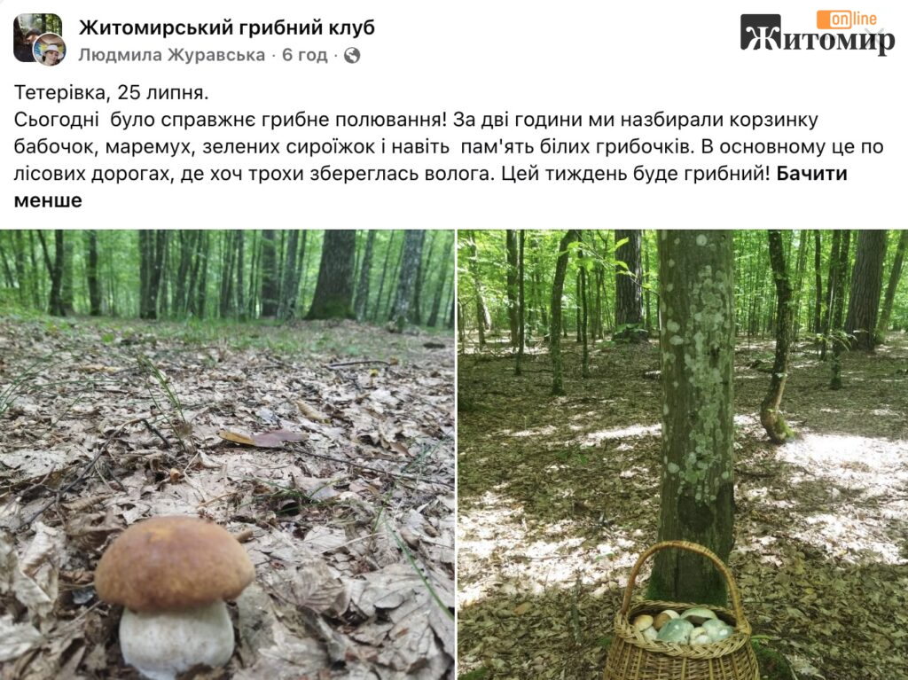 Під Житомиром за дві години назбирали кошик грибів