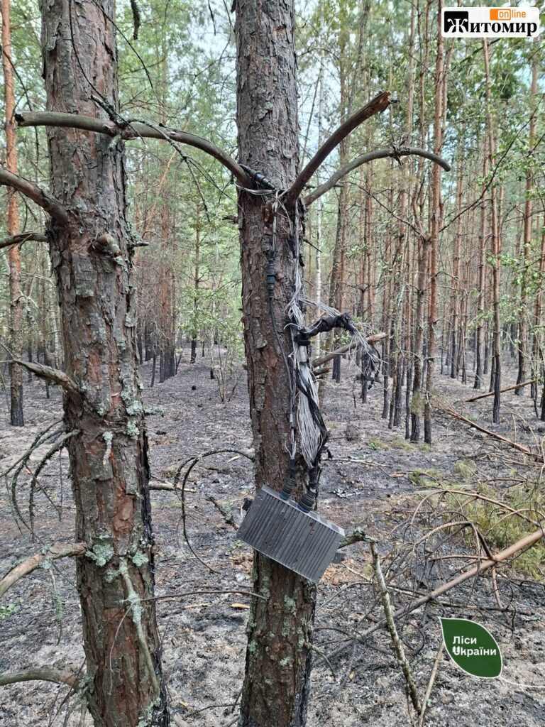 У Тетерівському надлісництві дронова атака спричинила пожежу на 0,5 га - Події. Джерело: Zhitomir-OnLine У Тетерівському надлісництві дронова атака спричинила пожежу на 0,5 га - фото №